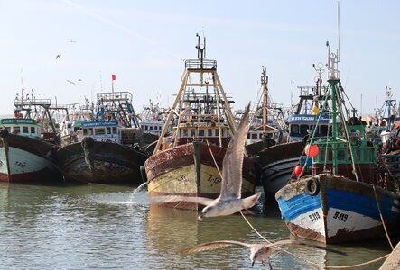Fishing boat seagull