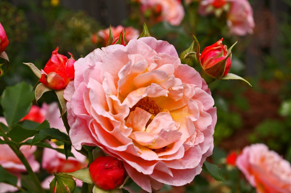 Nature garden fragrance