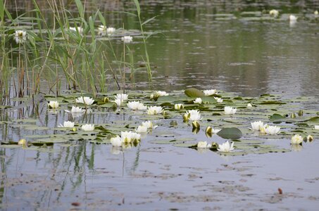 Swedish summer water lilies dust
