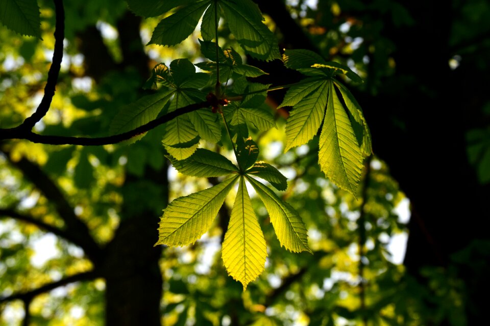 Chestnut tree branch tribe