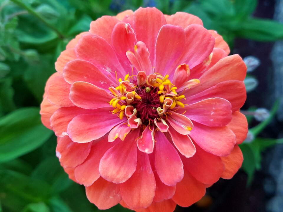 Zinnia plant petals
