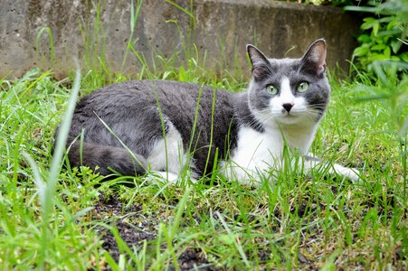 Cat kitten eyes photo