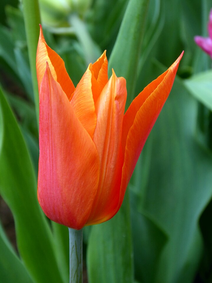Tulip fleur-de-lis orange lily