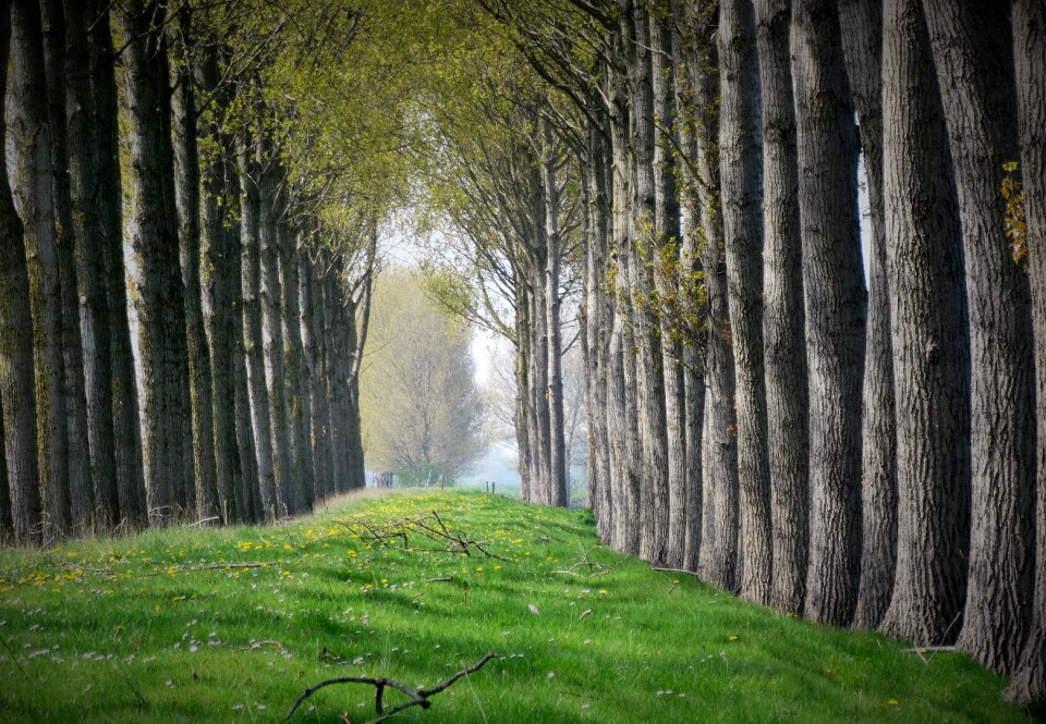 Row forest path landscape
