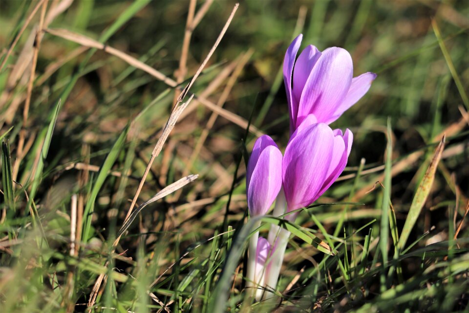 Flowers plant green grass
