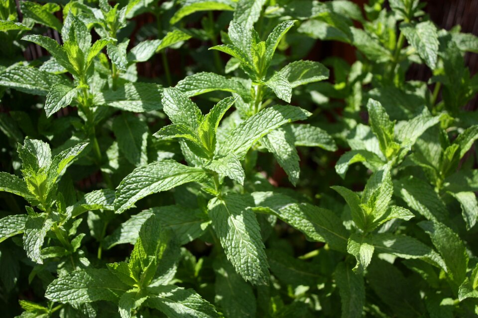 Healthy leaves aroma