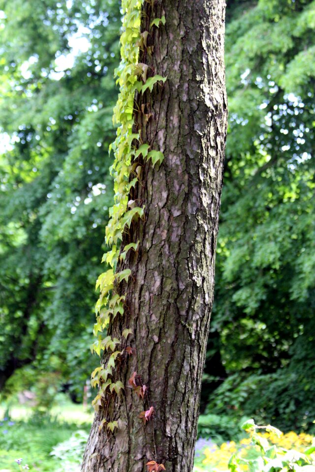 Liana creeping leaves