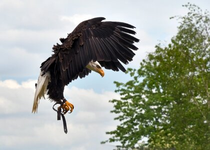 Bald eagle raptor sky photo