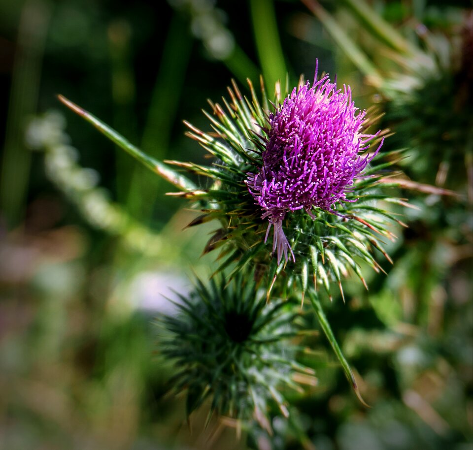Purple flora spring
