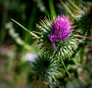 Purple flora spring