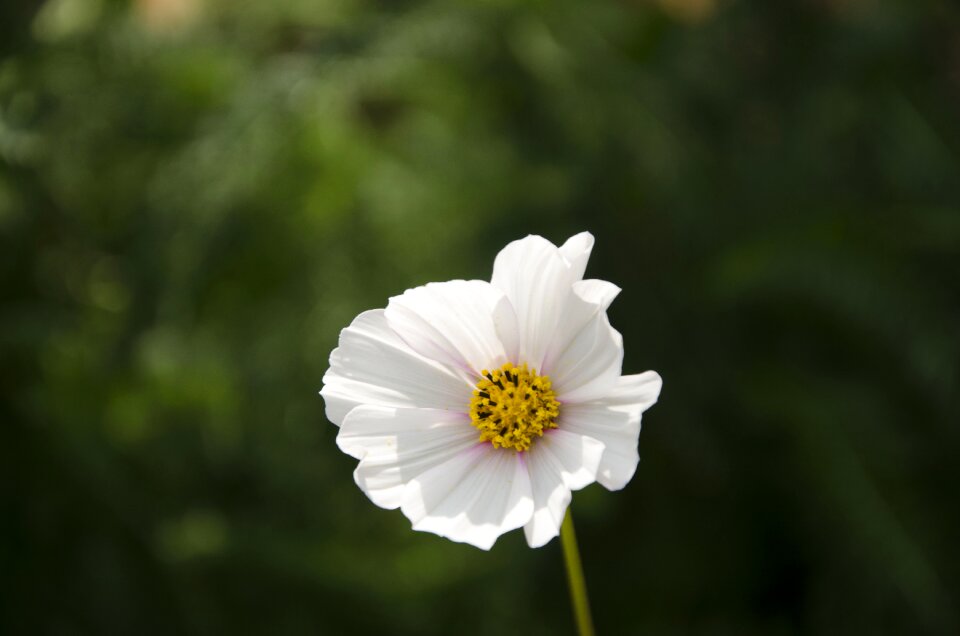 Summer kosmeya dayparty garden cosmos
