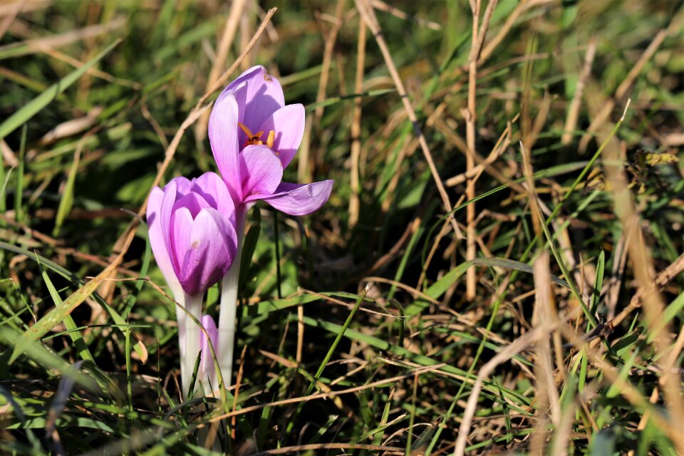 Flowers plant green grass
