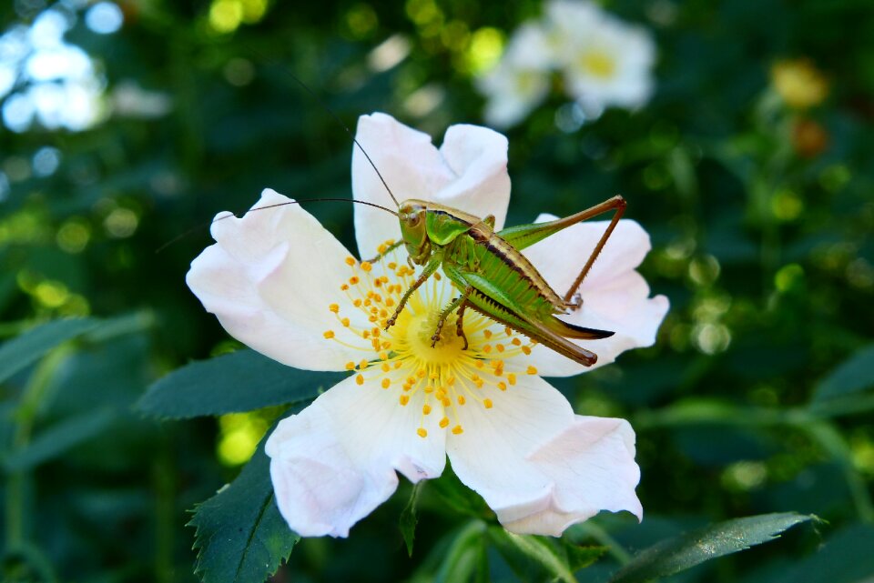 Tettigonia viridissima insect nature