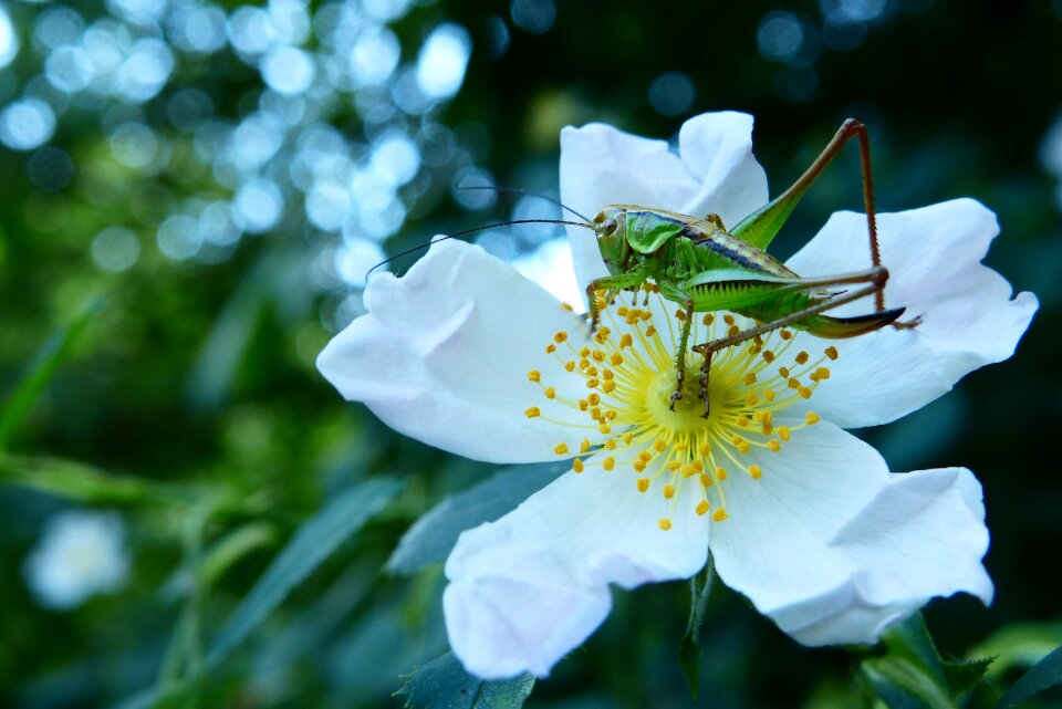 Tettigonia viridissima nature insect