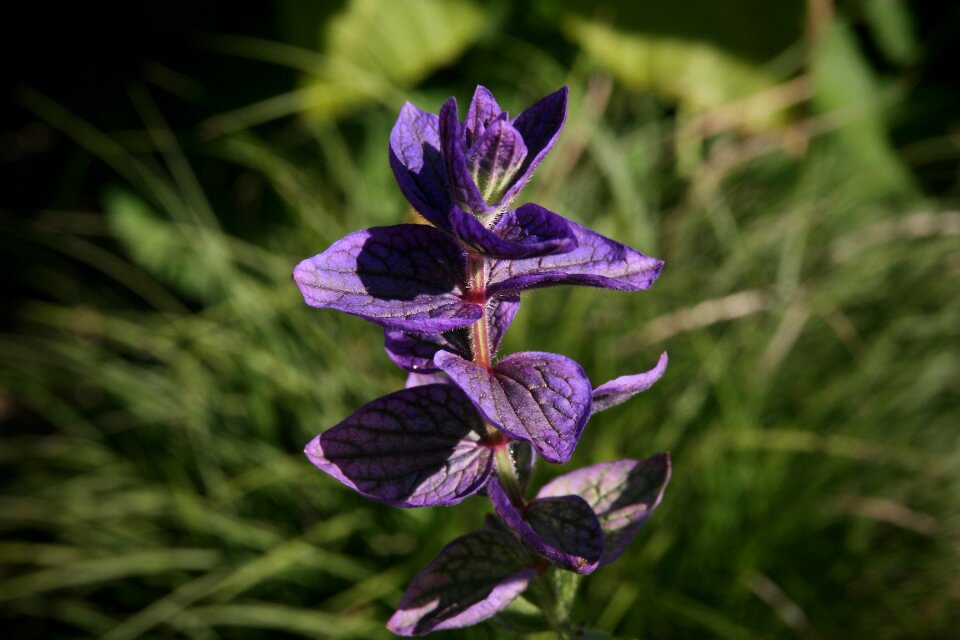 Salvia viridis blossom bloom