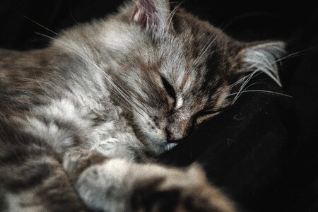 Animal fur kitten