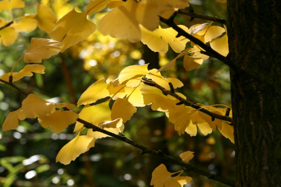 Yellow emerge autumn mood