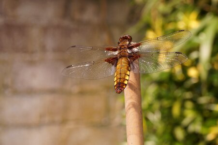Dragonfly insect reed