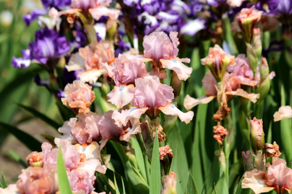 Handsomely garden flowers garden