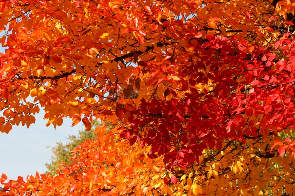 Orange red fall foliage photo