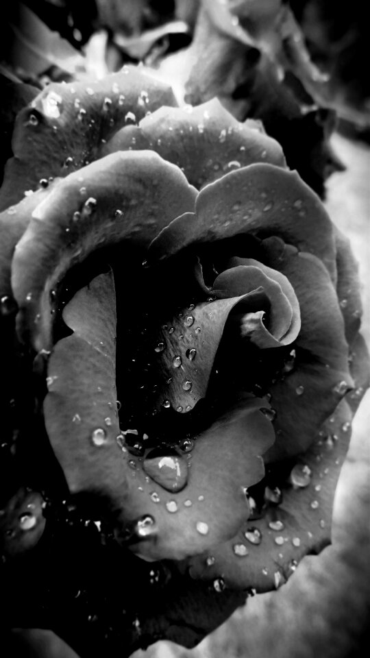 Grey drops rain