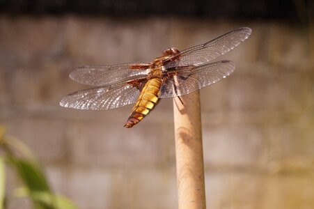 Dragonfly insect reed