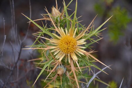 Yellow summer flora