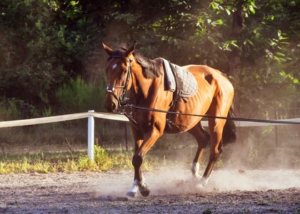 Lanyard mare equine
