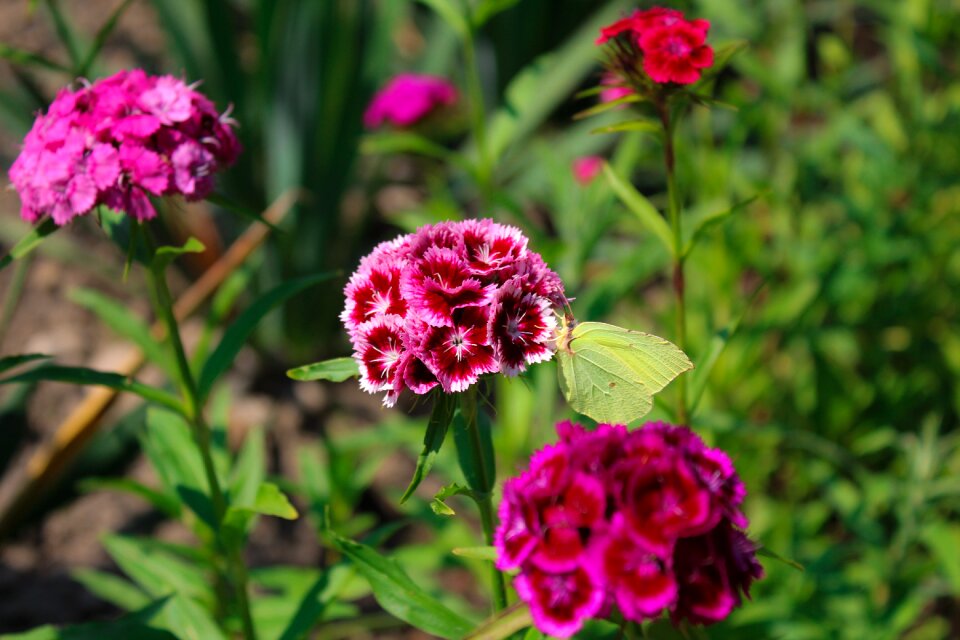 Plant butterfly flower green