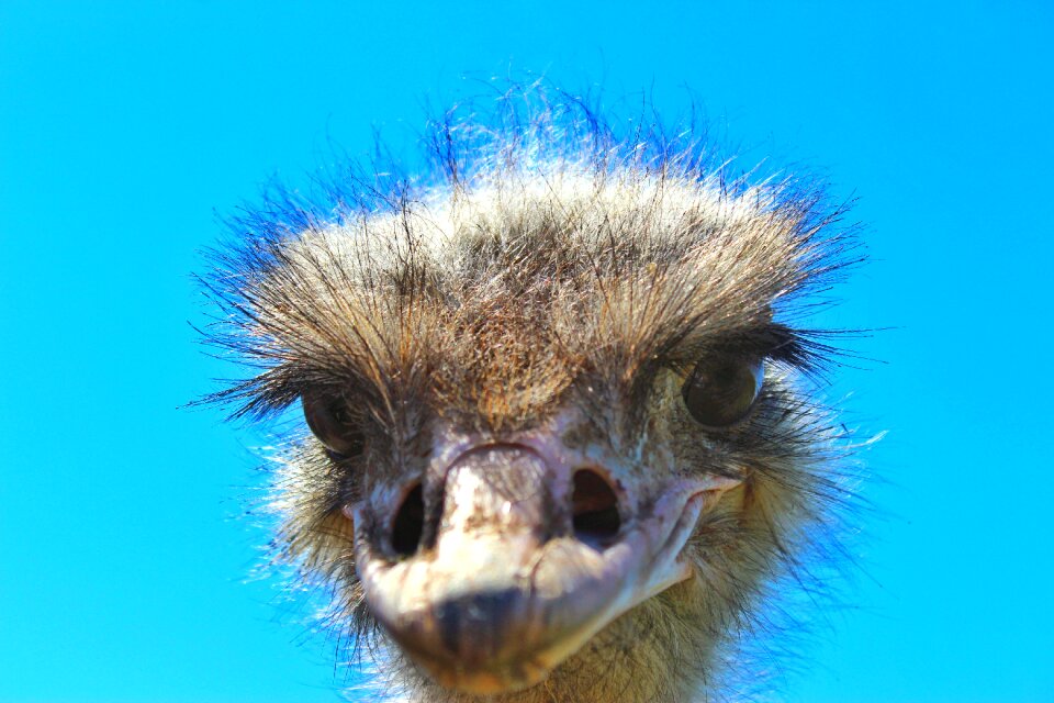 Animal world plumage hairstyle