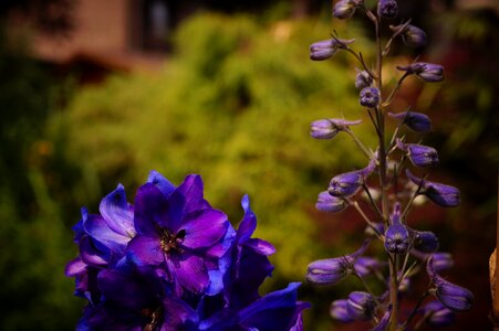 Larkspur flower garden