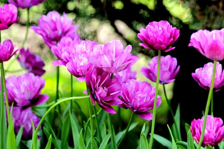 Nature bloom garden