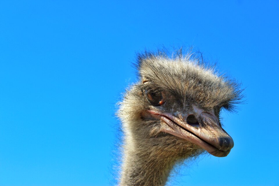 Close up animal neck