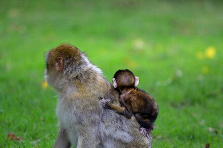 Mother baby barbary macaque photo