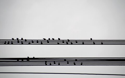 On the wire houfující music photo