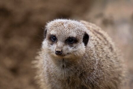 Meerkat close-up animal photo