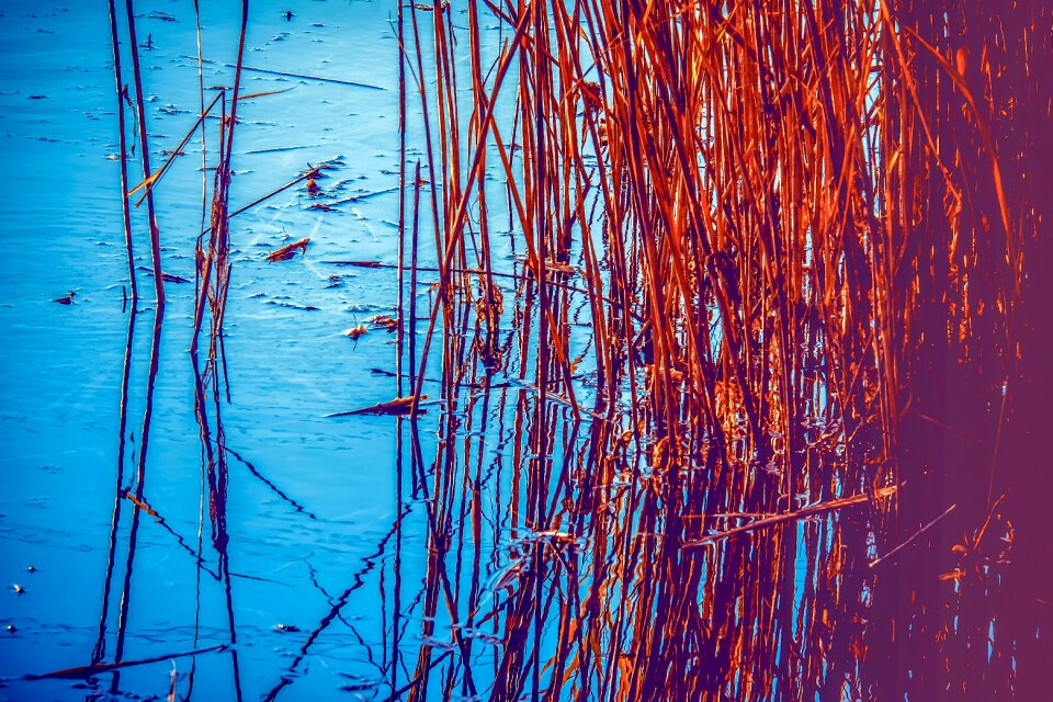 Water grass marsh plant