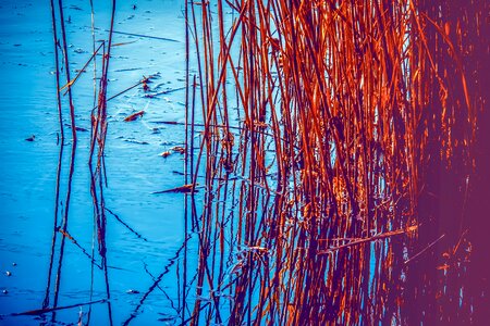 Water grass marsh plant