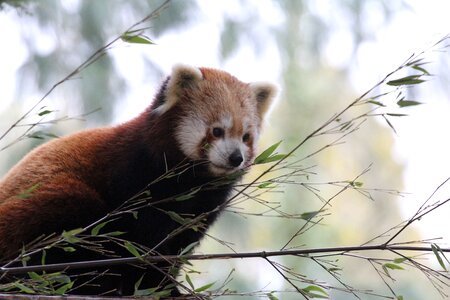 Red panda leaves animal photo