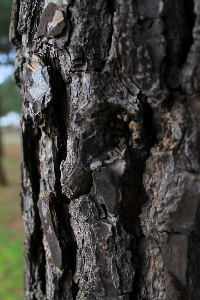 Wood nature trunk