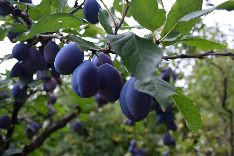 Nature plant fruit