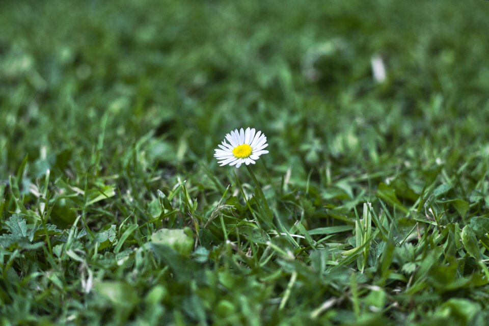 Green petals flower