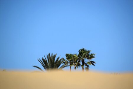 Gran canaria palm trees sand