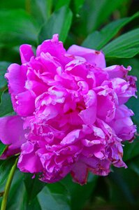 Love flower romantic