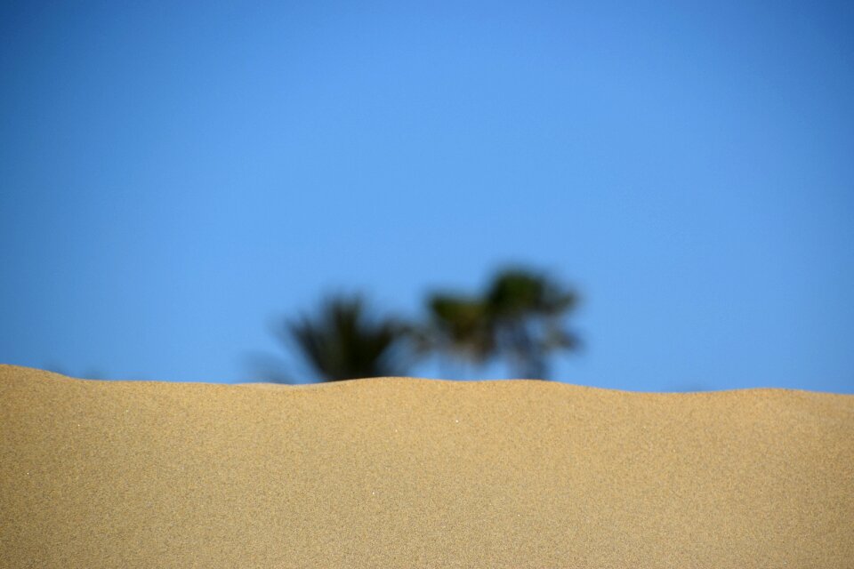 Gran canaria sand palm trees photo