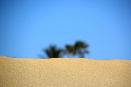 Gran canaria sand palm trees photo