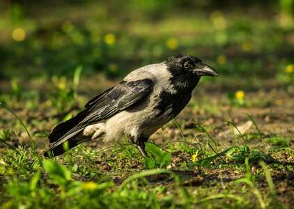 Sitting birds nature