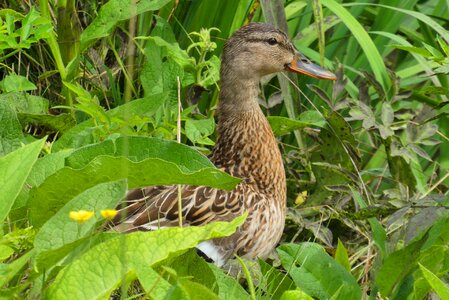 Bird nature wild