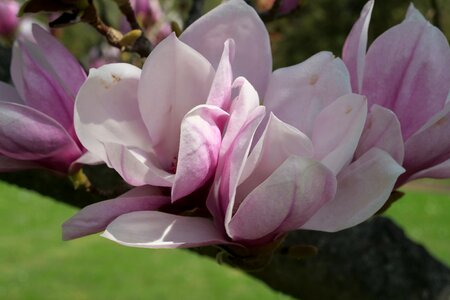 Magnolia nature garden photo