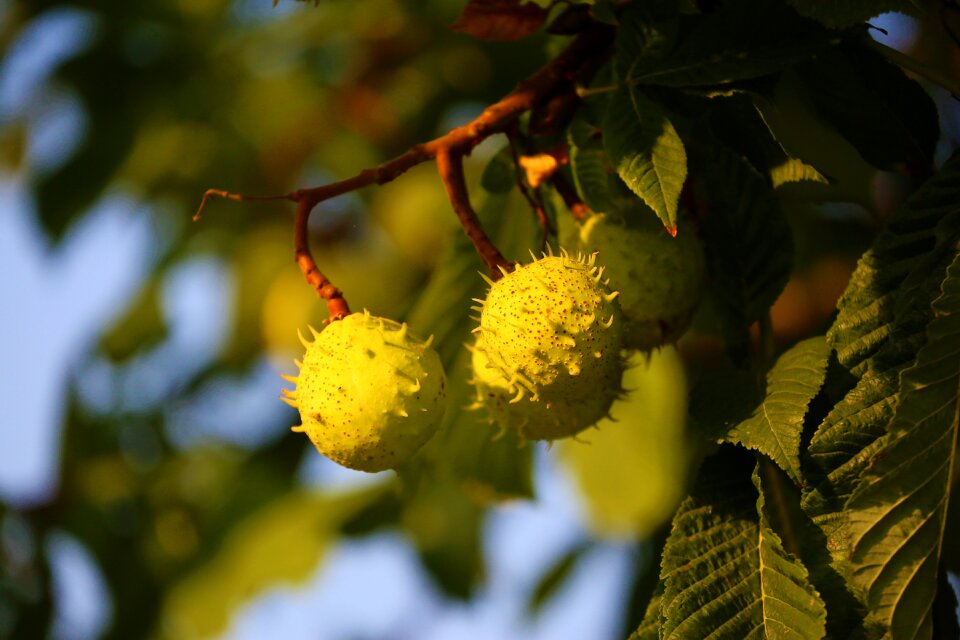 Nature chestnut leaves